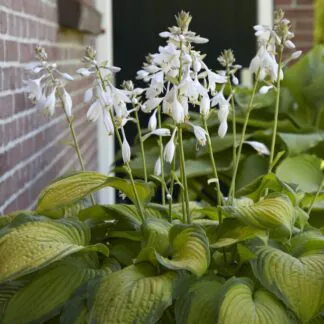 Large Hosta 'Paul's Glory' - Plantain Lily