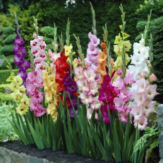 Gladiolus Butterfly Mixed - Pack of 7