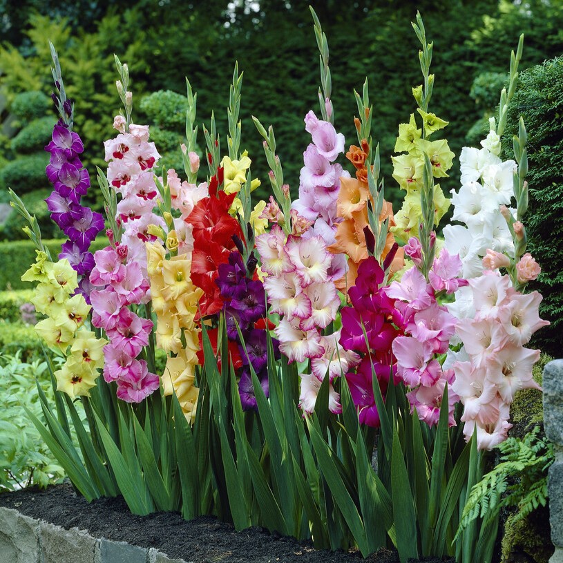 Gladiolus Butterfly Mixed - Pack of 7