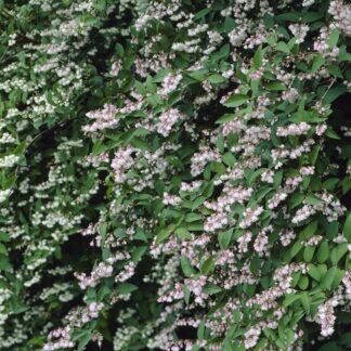 Deutzia Scabra 'Plena'