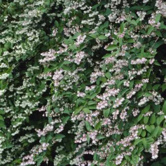 Deutzia Scabra 'Plena'