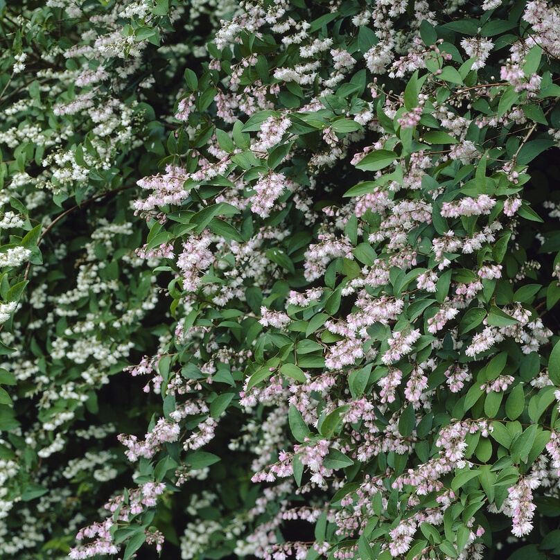Deutzia Scabra 'Plena'