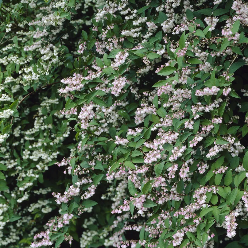 Deutzia Scabra 'Plena'