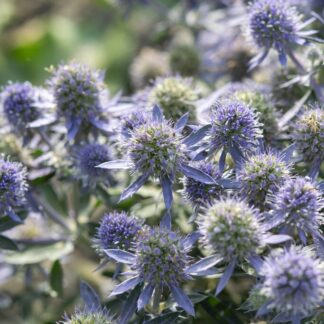 Eryngium Planum 'Blue Hobbit' - Blue Sea Holly