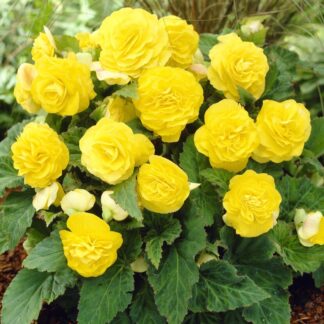 Begonia Non Stop Yellow - in Bud & Bloom