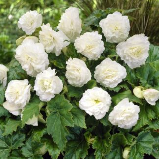Begonia Non Stop White - in Bud & Bloom