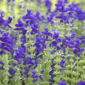 Sage Plant - Salvia Horminum Oxford Blue - Painted Sage