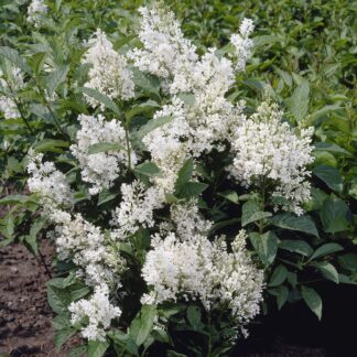 Ligustrum Japonicum 'Texanum' - Japanese  Privet