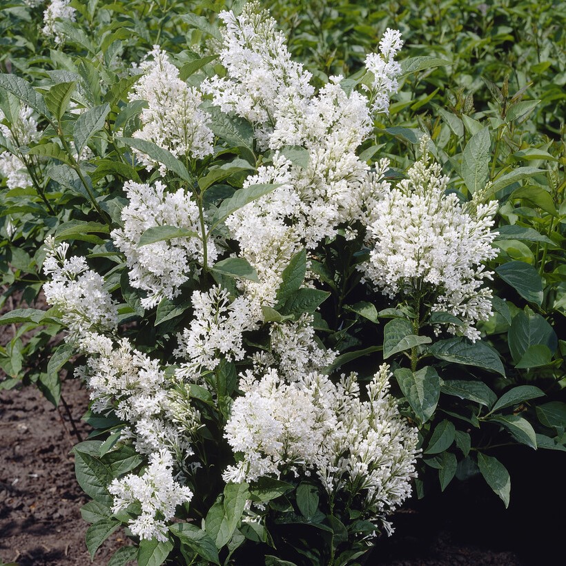 Ligustrum Japonicum 'Texanum' - Japanese Privet