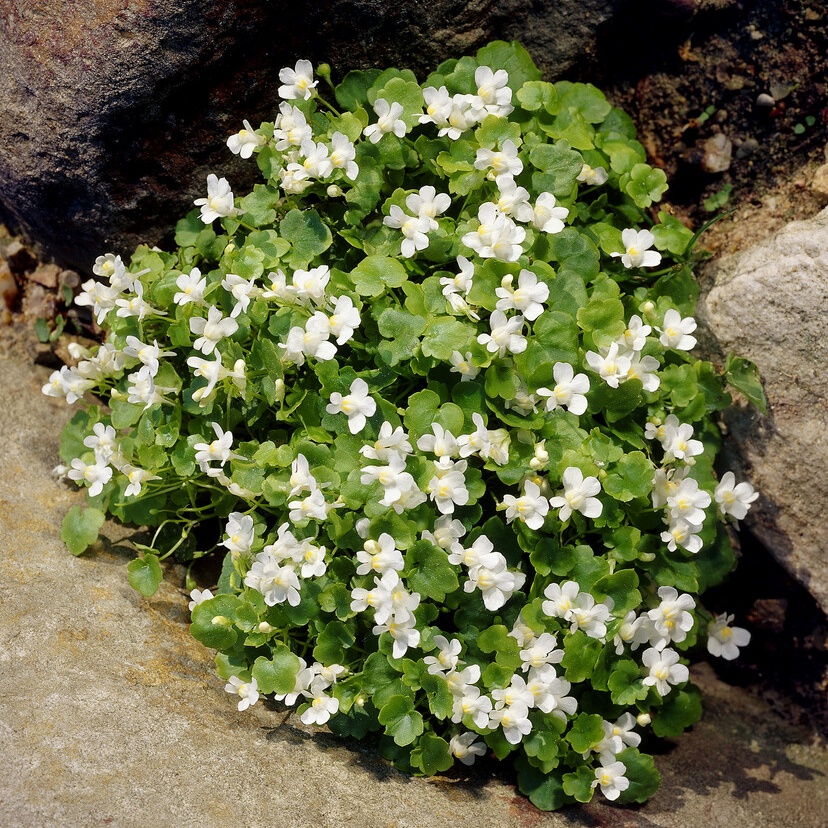 Cymbalaria Pallida 'Alba'