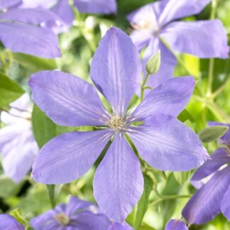Clematis 'Mrs Cholmondeley'