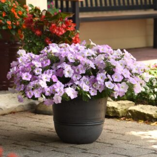 Petunia Hybrida Wave Misty Lilac