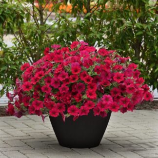 Petunia Hybrida Wave Carmine Velour