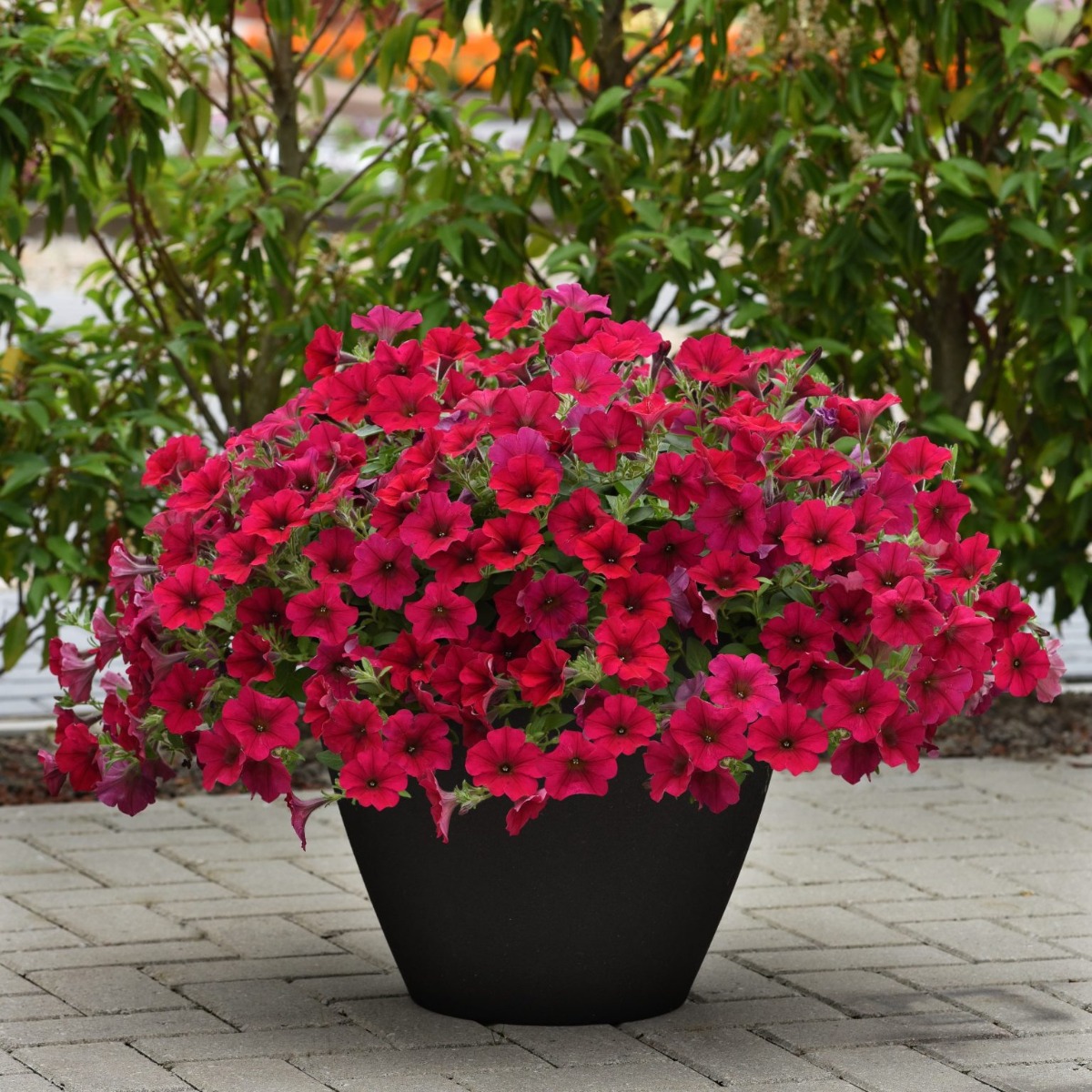 Petunia Hybrida Wave Carmine Velour