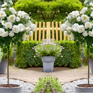 Pair of Patio Standard White Flowering Garden Rose Trees Circa 100cm Tall - in Bud & Bloom