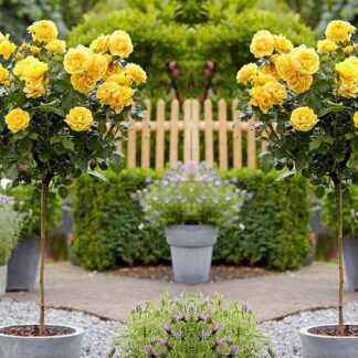 Pair of Patio Standard Yellow Flowering Garden Rose Trees Circa 100cm Tall - in Bud & Bloom