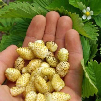 Strawberry Plant 'Yellow Wonder' - Tropical Pineapple Flavoured Alpine Strawberry