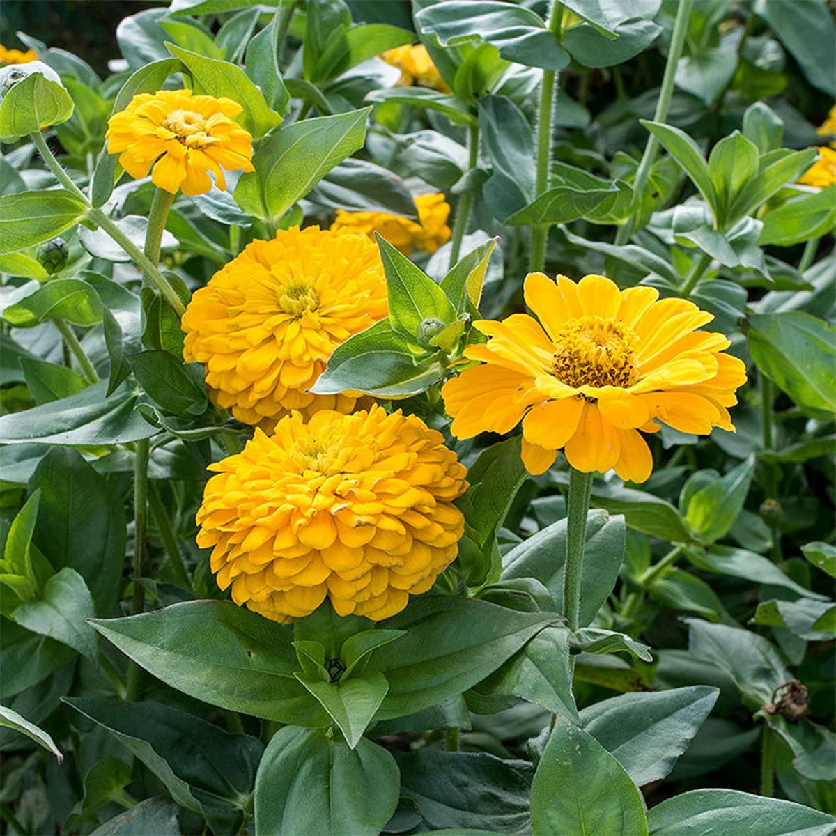 Big Zinnia Golden Glow - in Bud & Bloom