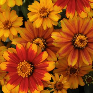 Zinnia Zahara  - Sunburst
