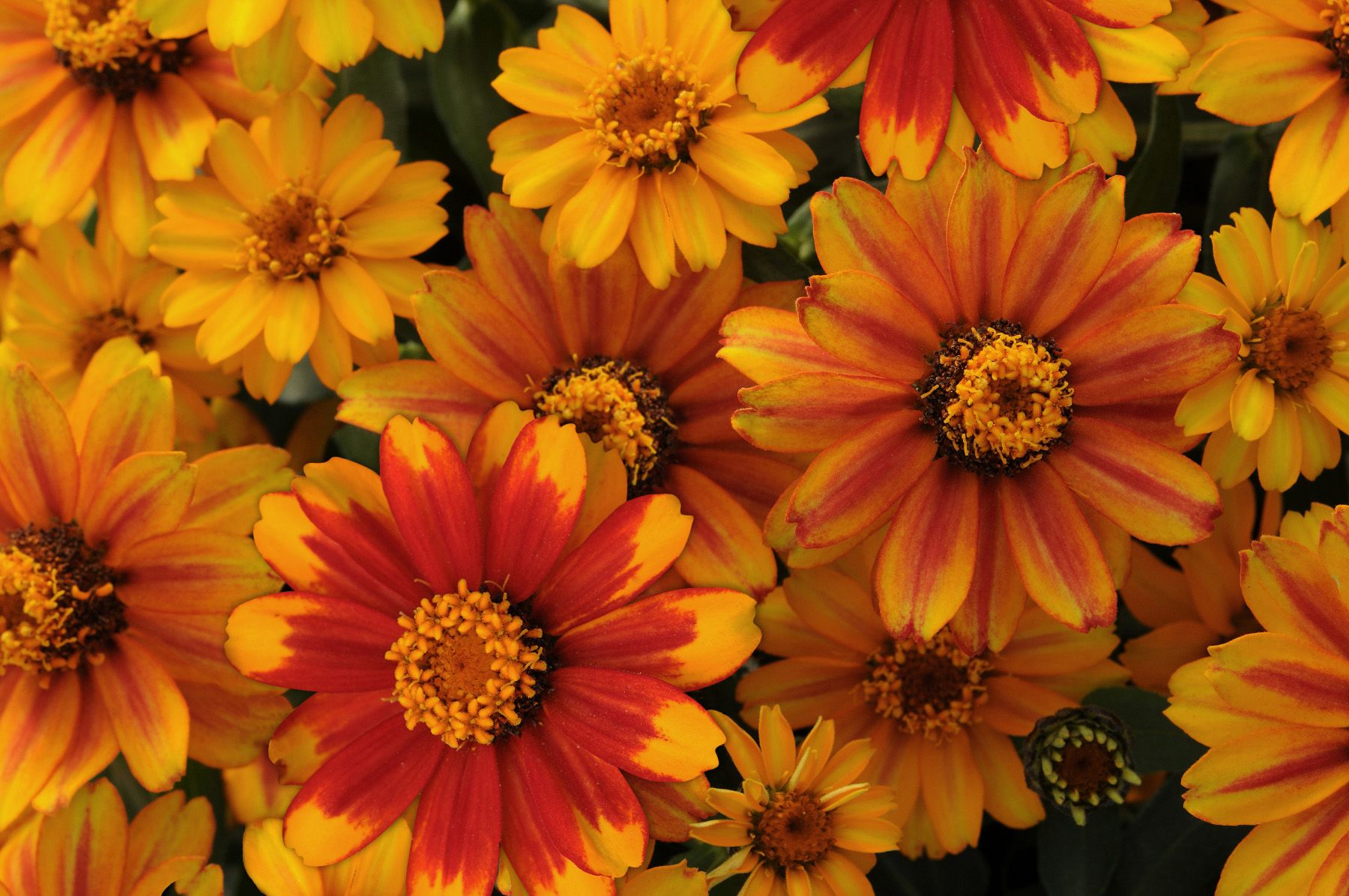 Zinnia Zahara - Sunburst