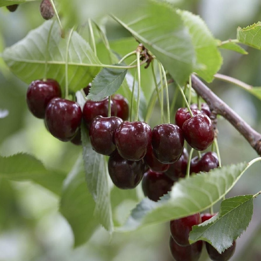 Patio Fruit Tree - Cherry - Prunus Avium Regina