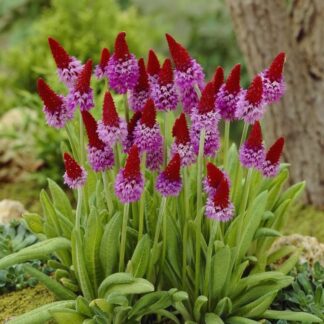 Primula Viallii - Vial's Primrose