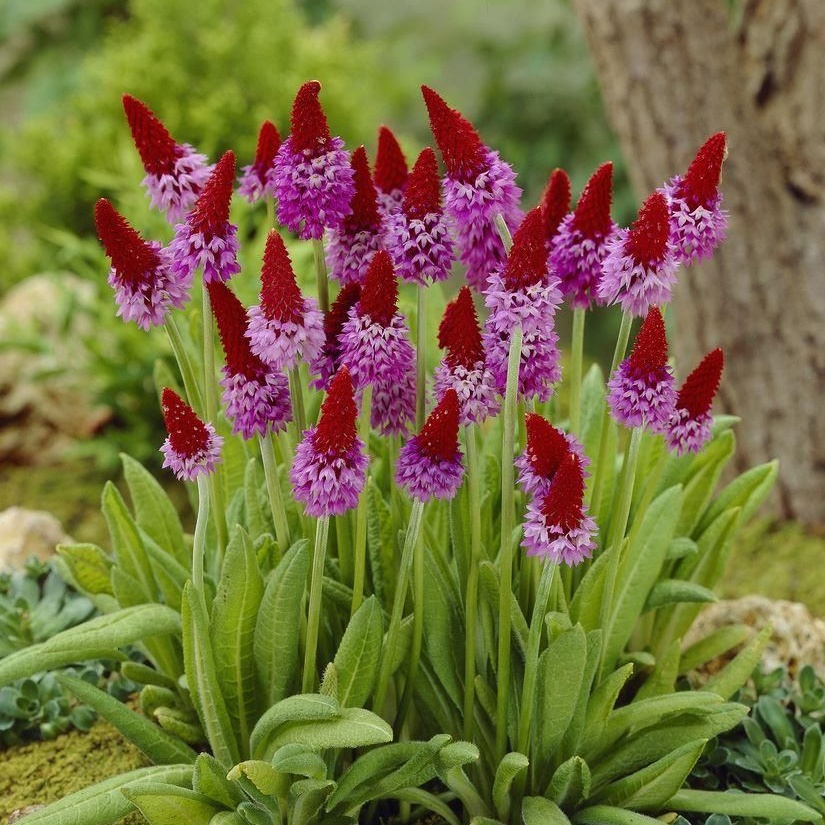 Primula Viallii - Vial's Primrose