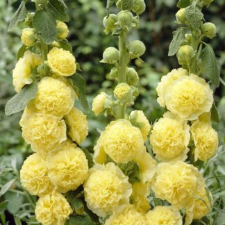 Alcea Chaters Double Yellow - Hollyhock (Althea)