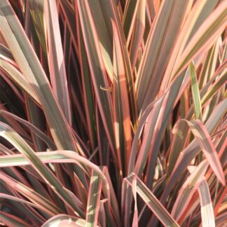 Phormium Rainbow Queen - New Zealand Flax