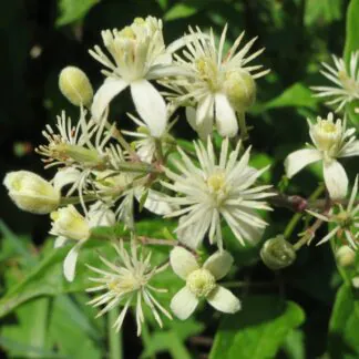 Clematis Vitalba