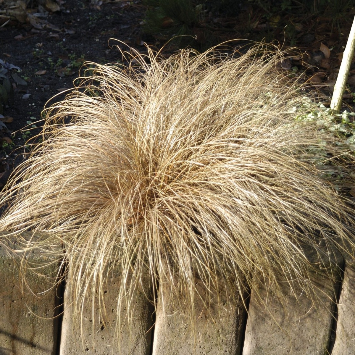 Carex Comans 'Bronco'
