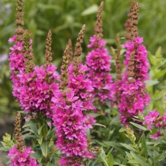 Lythrum Salicaria 'Robert'