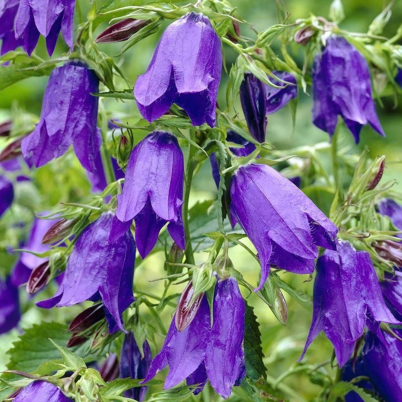 Campanula Punctata Purple