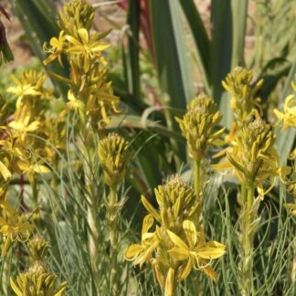 Asphodeline Lutea 'Yellow Candle'