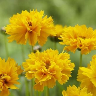 Coreopsis Grandiflora Early Sunrise