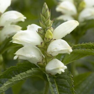 Chelone Obliqua Alba - White Turtle Head Flower