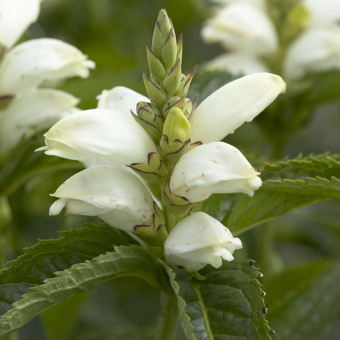 Chelone Obliqua Alba - White Turtle Head Flower