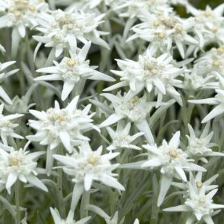 Leontopodium Alpinum - Edelweiss