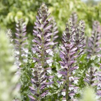 Acanthus Mollis - Bear's Breeches