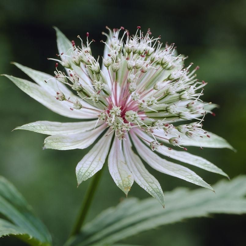 Astrantia Major 'Shaggy' - Masterwort