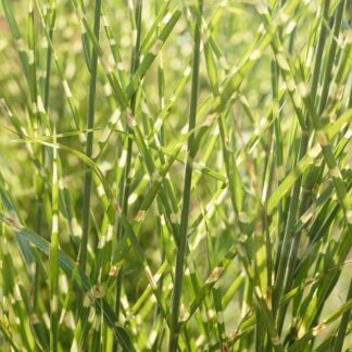 Miscanthus Sinensis Zebrinus - Zebra Grass