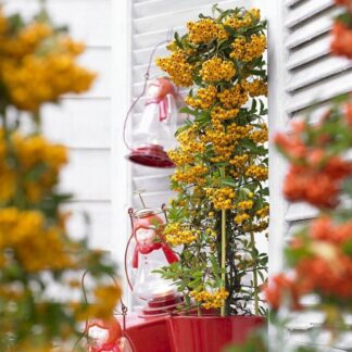 Pyracantha Soleil D'Or - Firethorn