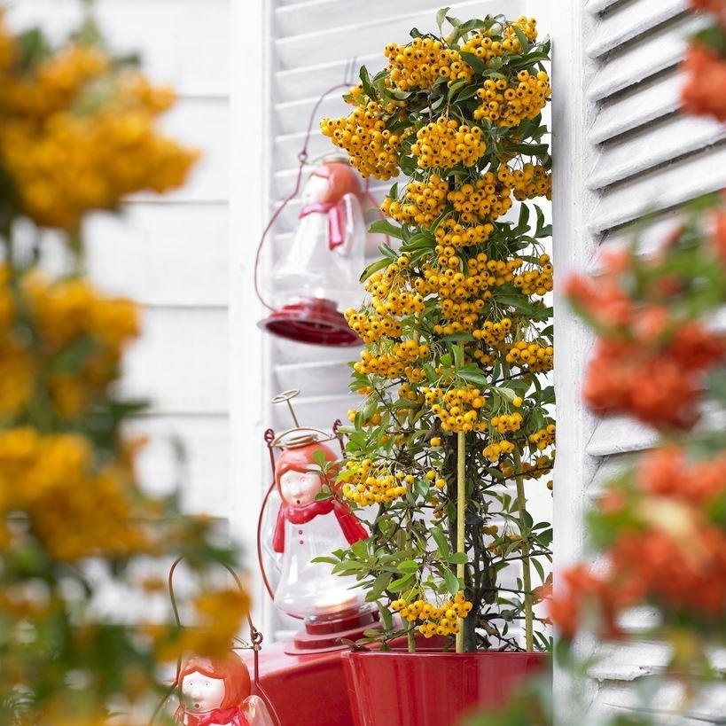 Pyracantha Soleil D'Or - Firethorn