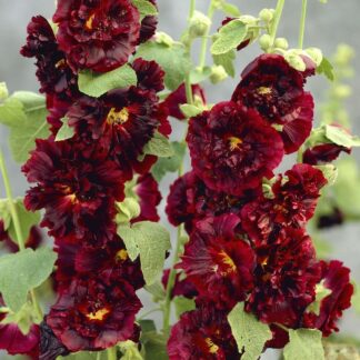 Alcea Chaters Double Maroon - Hollyhock (Althea)