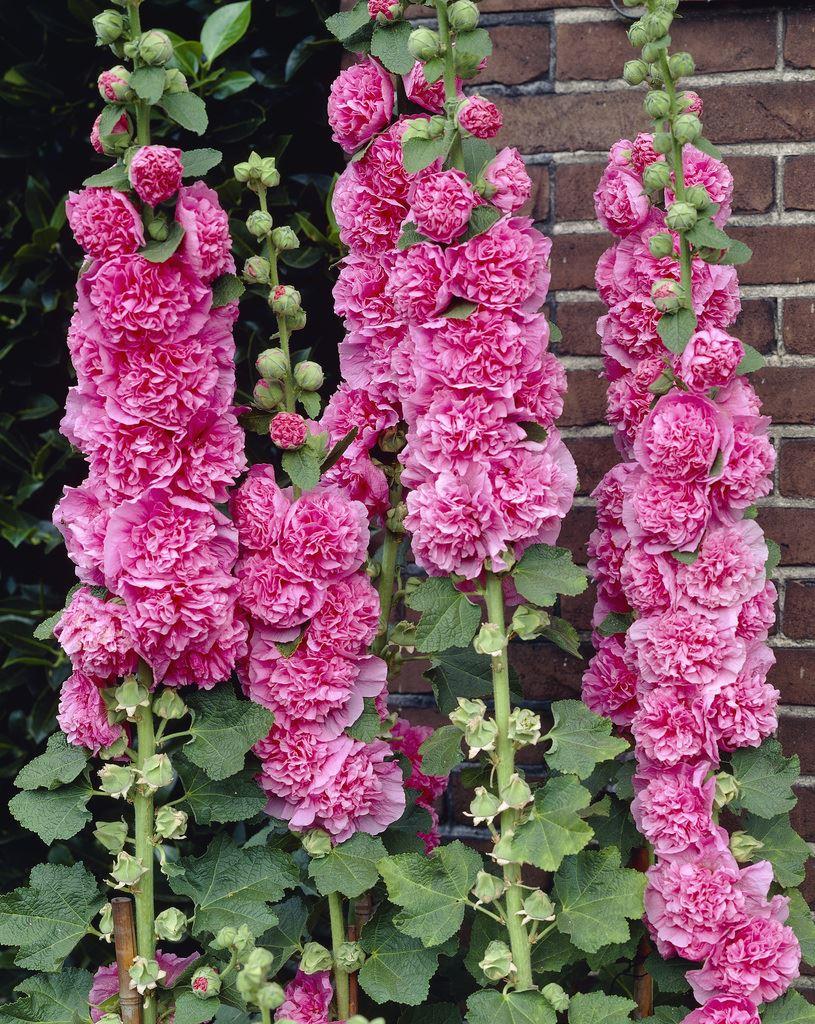 Alcea Chaters Double Rose Pink - Hollyhock (Althea)