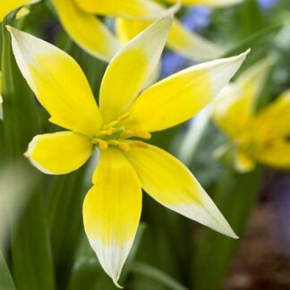 Tulipa Tarda - Species Tulips - 'In The Green'