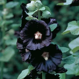 Alcea Rosea Jet Black