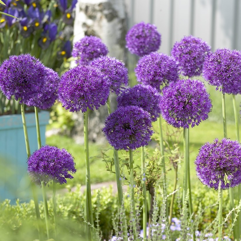 Allium Aflatunense