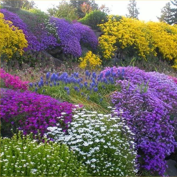 Alpine Plant Collection - Pack of Eight Alpine Rockery Plants