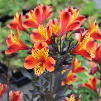Alstroemeria Indian Summer - Hardy Peruvian Lily - in Bud & Bloom